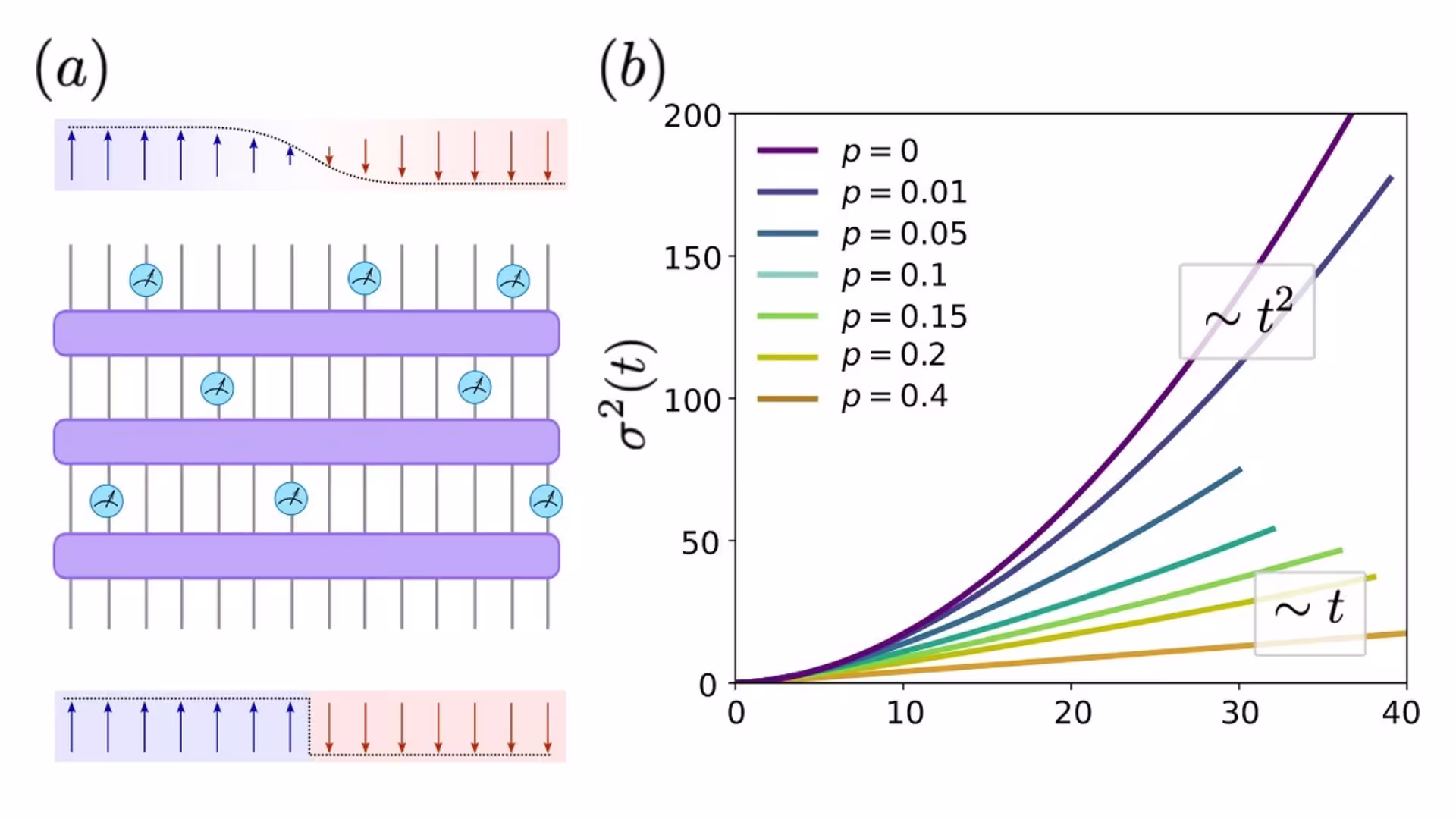 Figure from the paper “Postselection-free ballistic-diffusive transition in monitored spin chains”: Ballistic to diffusive transition in periodically monitored spin chains